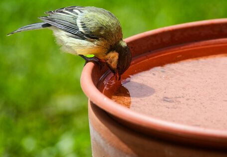 Vogel trinkt Wasser aus einer Schale