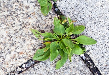 Pflanzen zwischen Bodenplatten