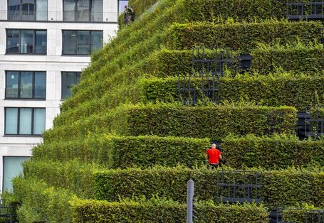 Fassadenbegrünung aus über 30.000 Hainbuchen