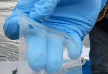 Auf dem Bild hält eine Person einen verschmutzten Silikonstreifen in der Hand.