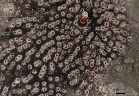 Drohenenbild von Pinguinnestern in der Antarktis