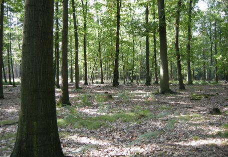 Foto des Königsforstes