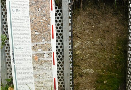 Foto einer Braunerde-Pararendzina mit Schautafel