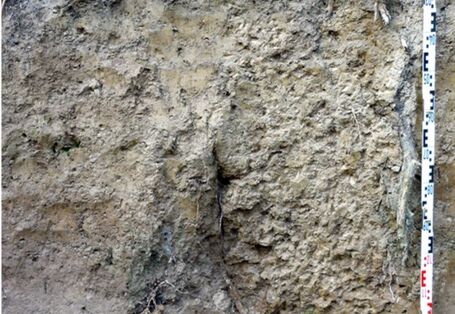 Foto eines Pseudogleys