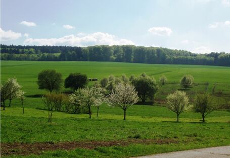 Foto des Quellgebietes des Schwingbachs