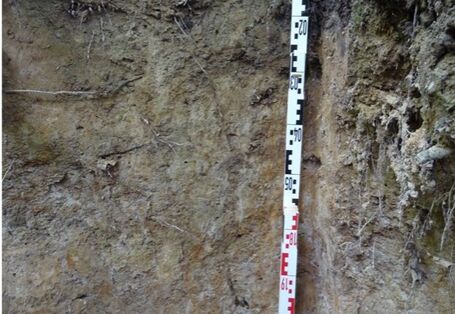 Foto einer Pseudogley-Braunerde