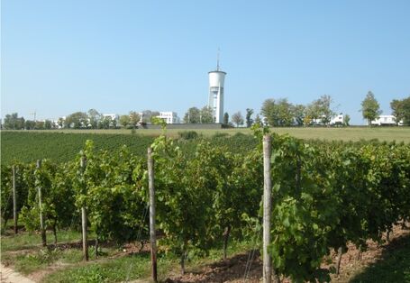 Foto von Weinbau am Petrisberg