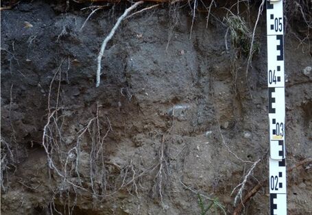 Foto einer Podsol-Braunerde