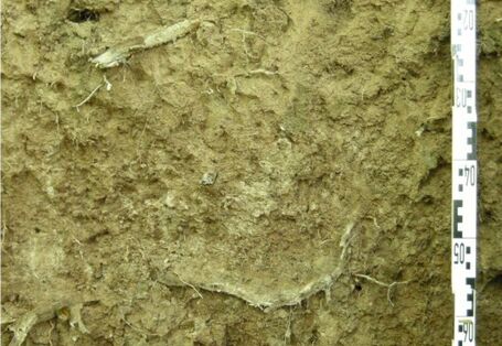 Foto des Fahlerde-Aufschlusses