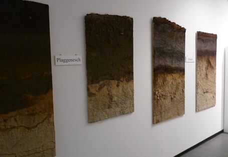 Foto der Profilsammlung der AG Bodenkunde