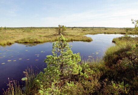 Фотография безлесного участка болота Целау 