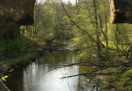 Bild eines Flusslaufs in der Rominter Heide