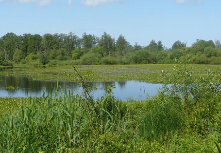 Фотография дельты реки Неман