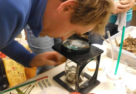 Viele Bodentiere lassen sich schon mit geringer Vergrößerung deutlich besser erkennen (Wenn man sie erstmal gefunden hat…)