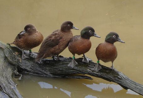 Khaki-Campbell-Enten