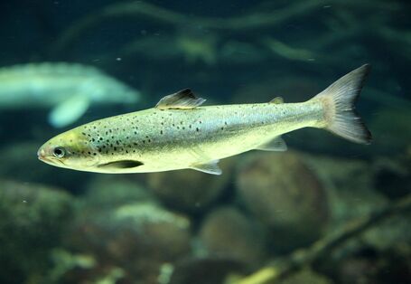 Unterwasseraufnahme einer Forelle in einem Gewässer mit Kiessohle.