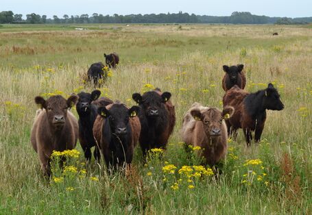 Foto: Eine Gruppe schottischer Hochlandrinder in einer artenreichen Langgraswiese. Im Hintergrund ist Wald zu sehen. 