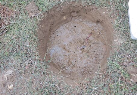 Mit einem Stechzylinder wurde eine Bodenprobe genommen. Am Boden des Probenahmelochs schlängelt sich ein Regenwurm.