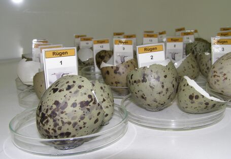 Storage of herring gull egg shells at the University of Trier