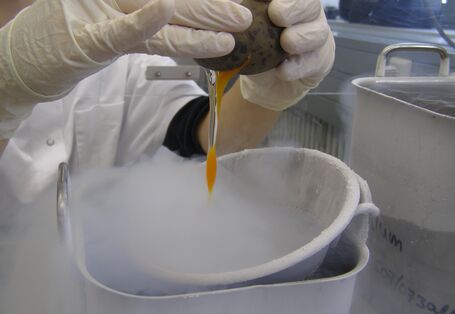 Processing of a egg sample at the University of Trier