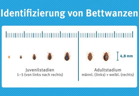 Bettwanzen in verschiedenen Entwicklungsstadien