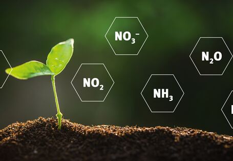 Eine Pflanze und Stickstoff-Verbindungen (Montage) 