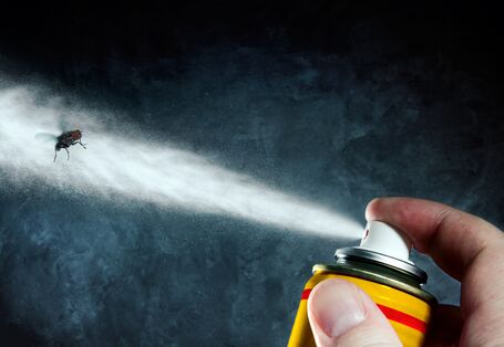 Eine Fliege wird mit Insektenspray angesprüht