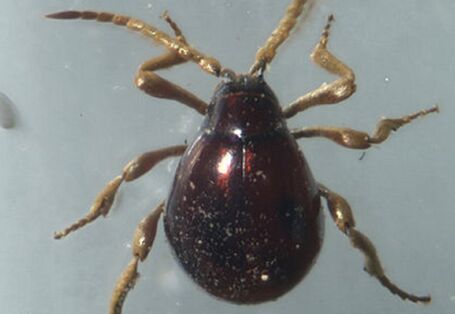 Kugel- oder Buckelkäfer