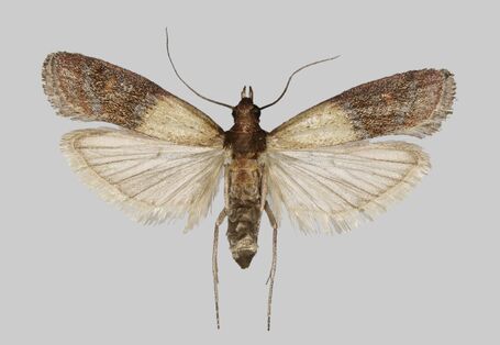 Kuperrote Dörrobstmotte