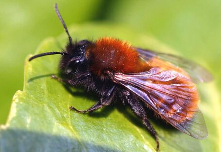 Weibliche Rotpelzige Sandbiene auf einem Blatt