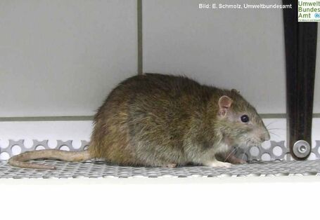 Wanderratte