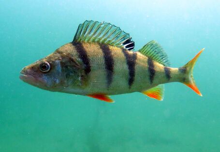 Ein Unterwasserbild des Flussbarsches