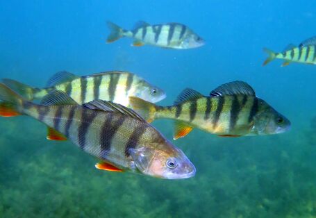 Eine Unterwasseraufnahme des eines Flussbarschschwarms
