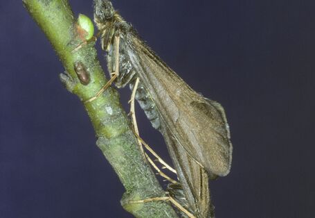 Foto von paarenden Köcherfliegen