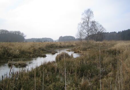 Die Nebel verläuft durch die neu gestaltete Landschaft. Im Gewässer liegen Störelemente in Form von Steinen und Vegetation. Entlang der Ufer hat sich eine dichte Vegetation aus Büschen, Gräsern und jungen Gehölzen entwickelt