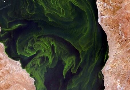 Foto einer Algenblüte im See