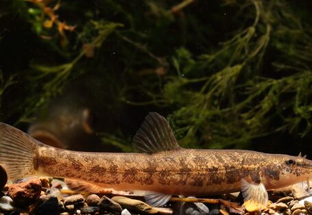 Foto des Fisches Bachschmerle