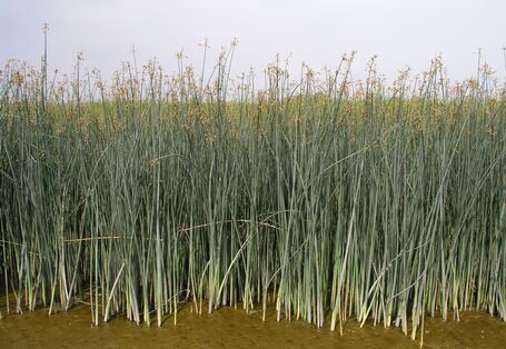 Foto der Salz-Teichsimse