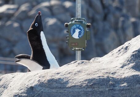 Ein Pinguin vor einem Messgerät.