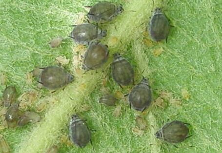 Schwarze Mehlige Apfelblattläuse (Dysaphis plantaginea) an der Unterseite eines Apfelblatts. 9 Stammmütter mit jungen Blattläusen.