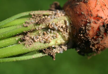 Wurzelhals einer Mohrrübe mit Befall durch die Möhrenwurzellaus.