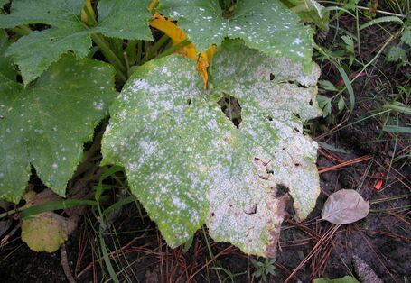 Zucchiniblatt mit Echtem Mehltau