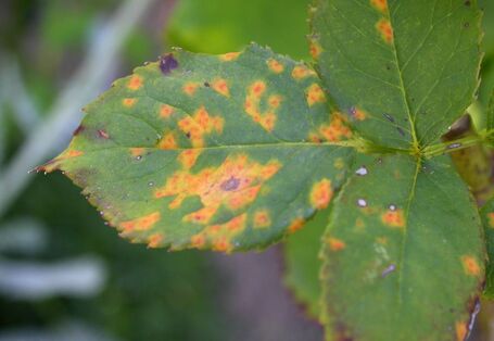 Rosenblätter mit Rosenrost