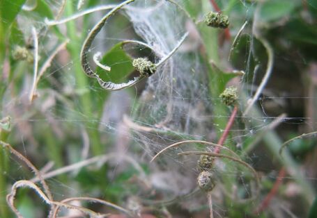 Gespinst des Buchsbaumzünslers