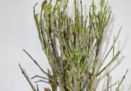 Senkrechte schwarze Streifen auf den Trieben eines mit Cylindrocladium buxicola befallenen Buchsbaums.
