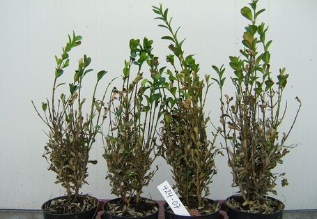 Mit Cylindrocladium buxicola befallener Buchstrieb.