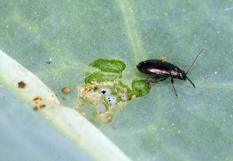 Kohlerdfloh an Radieschenblatt