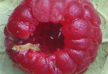 Larven in einer Himbeere