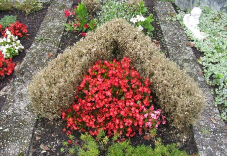 Kahlfraß, verursacht durch den Buchsbaumzünsler.