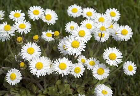 mehrere Gänseblümchen (Bellis perennis)